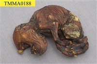 藏品(家豬的畸形胎兒)的圖片